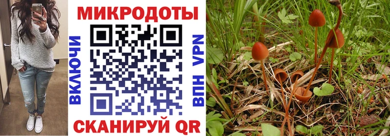 omg как войти наркотики Терек Галлюциногенные грибы Psilocybine cubensis